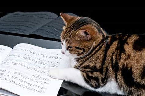 Why Do Cats Like Classical Music and Other Clues to their Auditory Secrets